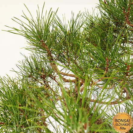 Pinus 85cm