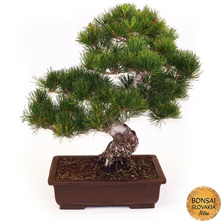  GOYO-MATSU,  PINUS PARVIFLORA 55cm