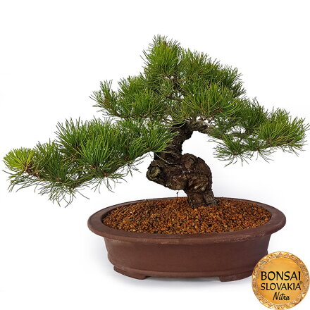 GOYO-MATSU,  PINUS PARVIFLORA 48cm