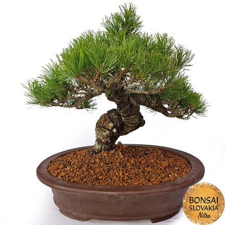 GOYO-MATSU,  PINUS PARVIFLORA 48cm