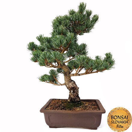 GOYO-MATSU,  PINUS PARVIFLORA 52cm