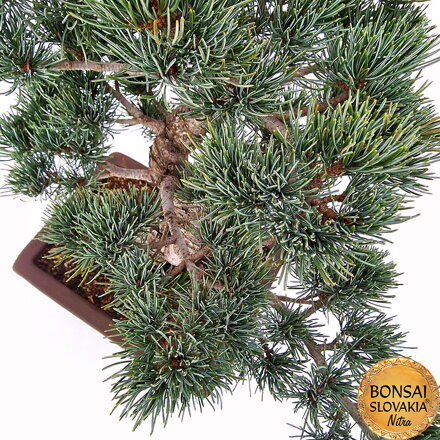 GOYO-MATSU,  PINUS PARVIFLORA 54cm