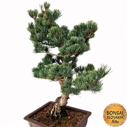 GOYO-MATSU,  PINUS PARVIFLORA 54cm