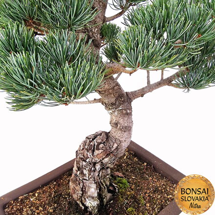 GOYO-MATSU,  PINUS PARVIFLORA 54cm