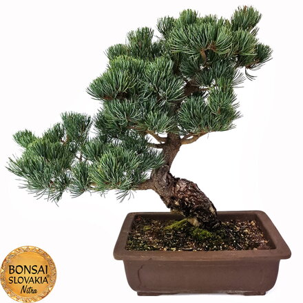 GOYO-MATSU,  PINUS PARVIFLORA 44cm