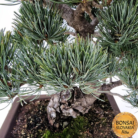 GOYO-MATSU,  PINUS PARVIFLORA 44cm
