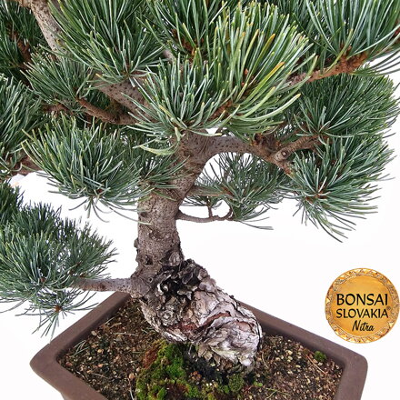 GOYO-MATSU,  PINUS PARVIFLORA 50cm
