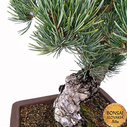 GOYO-MATSU,  PINUS PARVIFLORA 50cm