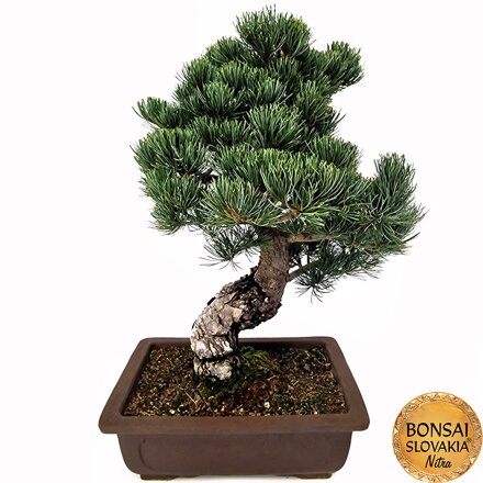 GOYO-MATSU,  PINUS PARVIFLORA 50cm