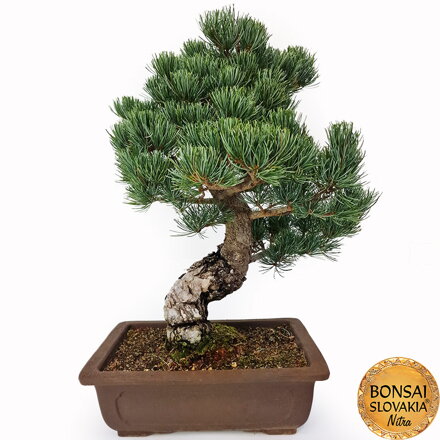 GOYO-MATSU,  PINUS PARVIFLORA 50cm