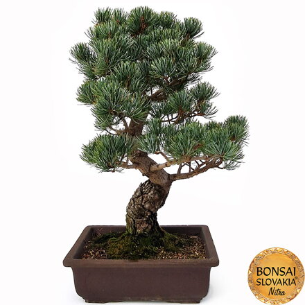 GOYO-MATSU,  PINUS PARVIFLORA 54cm