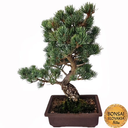 GOYO-MATSU,  PINUS PARVIFLORA 54cm