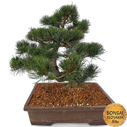 GOYO-MATSU,  PINUS PARVIFLORA 50 cm