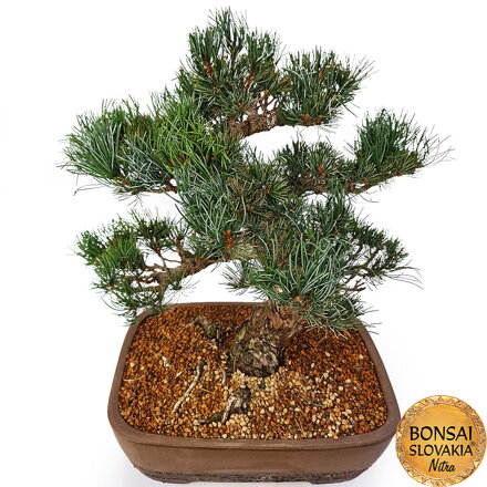 GOYO-MATSU,  PINUS PARVIFLORA 53cm