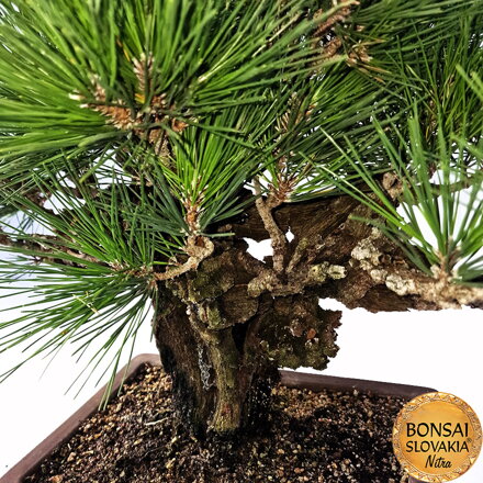 KURO MATSU 黒松  PINUS THUNGERGII "CORTICOSA" 50cm
