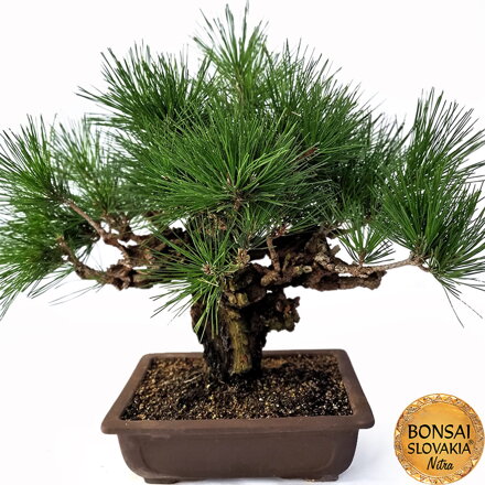 KURO MATSU 黒松  PINUS THUNGERGII "CORTICOSA" 50cm