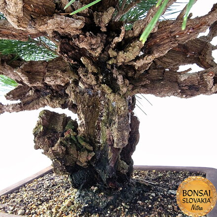 KURO MATSU 黒松  PINUS THUNGERGII "CORTICOSA" 50cm