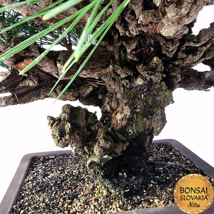 KURO MATSU 黒松  PINUS THUNGERGII "CORTICOSA" 50cm