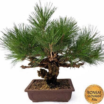 KURO MATSU 黒松  PINUS THUNGERGII "CORTICOSA" 50cm