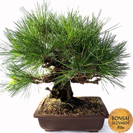 KURO MATSU 黒松  PINUS THUNGERGII "CORTICOSA" 48cm