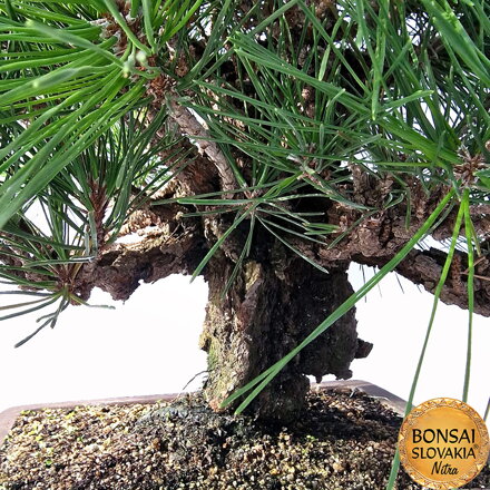 KURO MATSU 黒松  PINUS THUNGERGII "CORTICOSA" 48cm