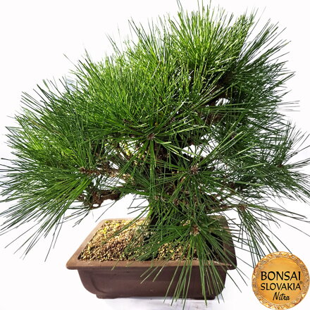 KURO MATSU 黒松  PINUS THUNGERGII "CORTICOSA" 48cm