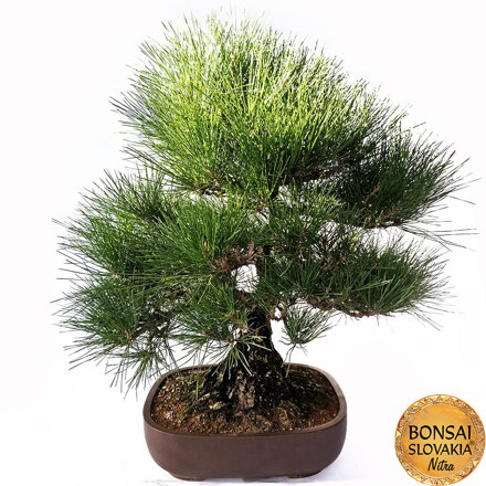 KURO MATSU 黒松  PINUS THUNGERGII 65cm