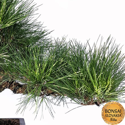 KURO MATSU 黒松  PINUS THUNGERGII 61cm
