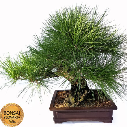 KURO MATSU 黒松  PINUS THUNGERGII 61cm