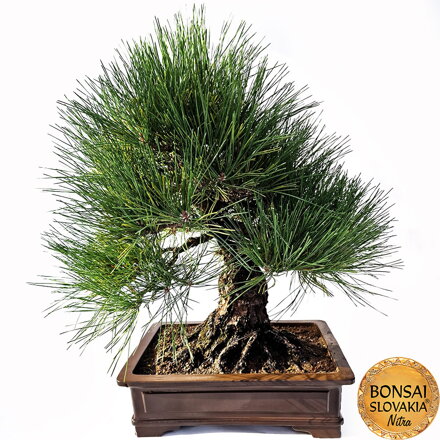 KURO MATSU 黒松  PINUS THUNGERGII 60cm