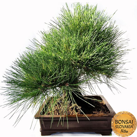 KURO MATSU 黒松  PINUS THUNGERGII 60cm