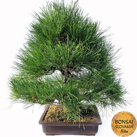 KURO-MATSU 黒松  PINUS THUNGERGII 73cm