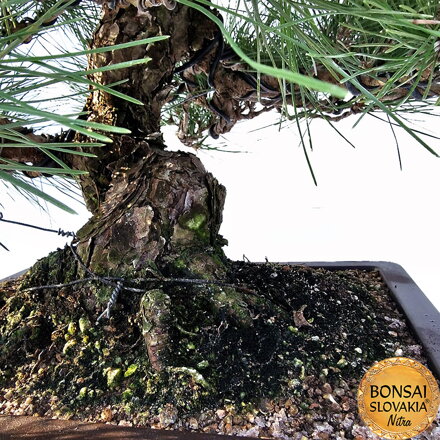 KURO-MATSU 黒松  PINUS THUNGERGII 73cm