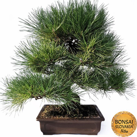 KURO-MATSU 黒松  PINUS THUNGERGII 73cm