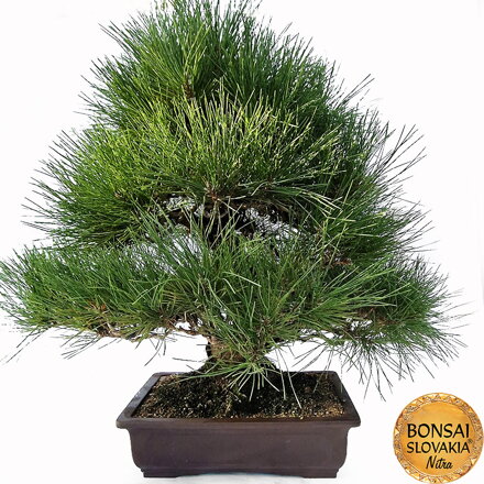 KURO-MATSU 黒松  PINUS THUNGERGII 73cm