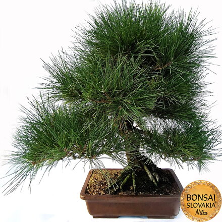 KURO-MATSU 黒松  PINUS THUNGERGII 75cm