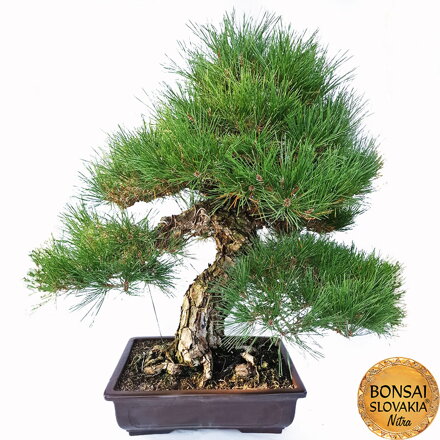 KURO-MATSU 黒松  PINUS THUNGERGII MAGNA 98cm