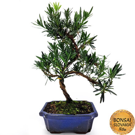 BONSAI: PODOCARPUS MACROPHYLLUS 36-40cm