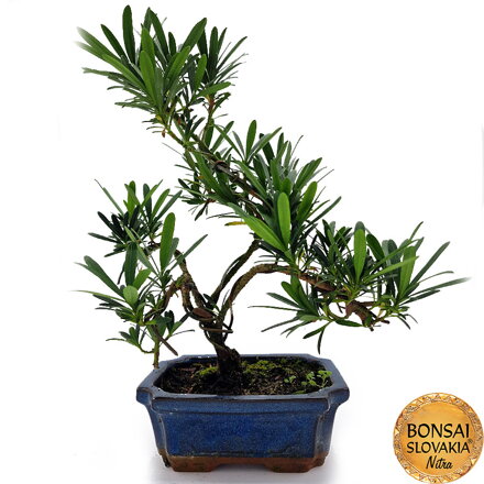 BONSAI: PODOCARPUS MACROPHYLLUS 30-33cm
