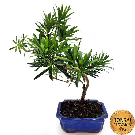 BONSAI: PODOCARPUS MACROPHYLLUS 30-33cm