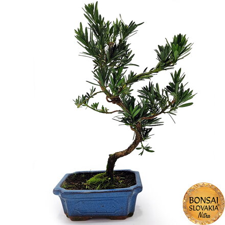 BONSAI: PODOCARPUS 36-40cm