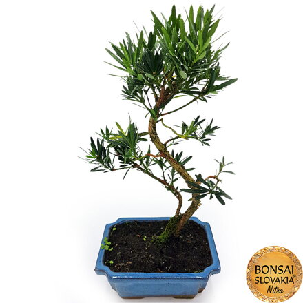 BONSAI: PODOCARPUS 36-40cm