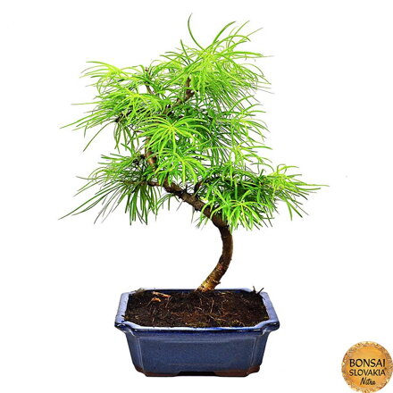 Pseudolarix amabilis, 33-38cm