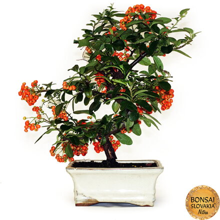 BONSAI: HLOHYŇA, PYRACANTHA 35cm