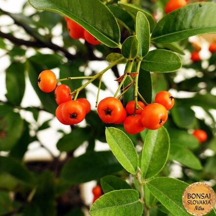 BONSAI: HLOHYŇA, PYRACANTHA 45cm