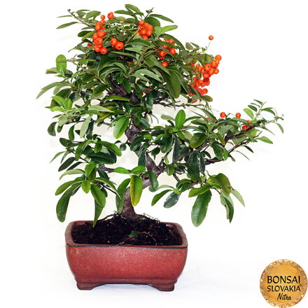 BONSAI: HLOHYŇA, PYRACANTHA 36cm