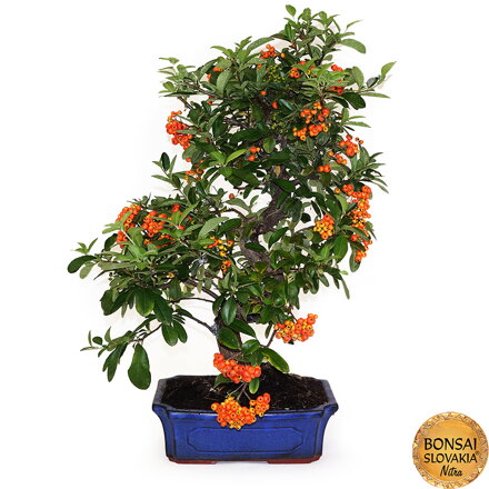 BONSAI: HLOHYŇA, PYRACANTHA 60cm