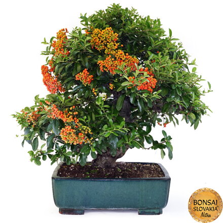 BONSAI: HLOHYŇA 70cm