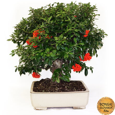 BONSAI: HLOHYŇA, PYRACANTHA 75cm