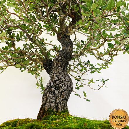 BONSAI: KORKOVÝ DUB 85cm
